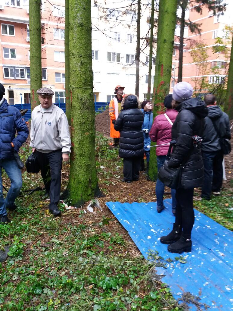 SOS! В Сходне валят вековые ели | Экооборона Московской области