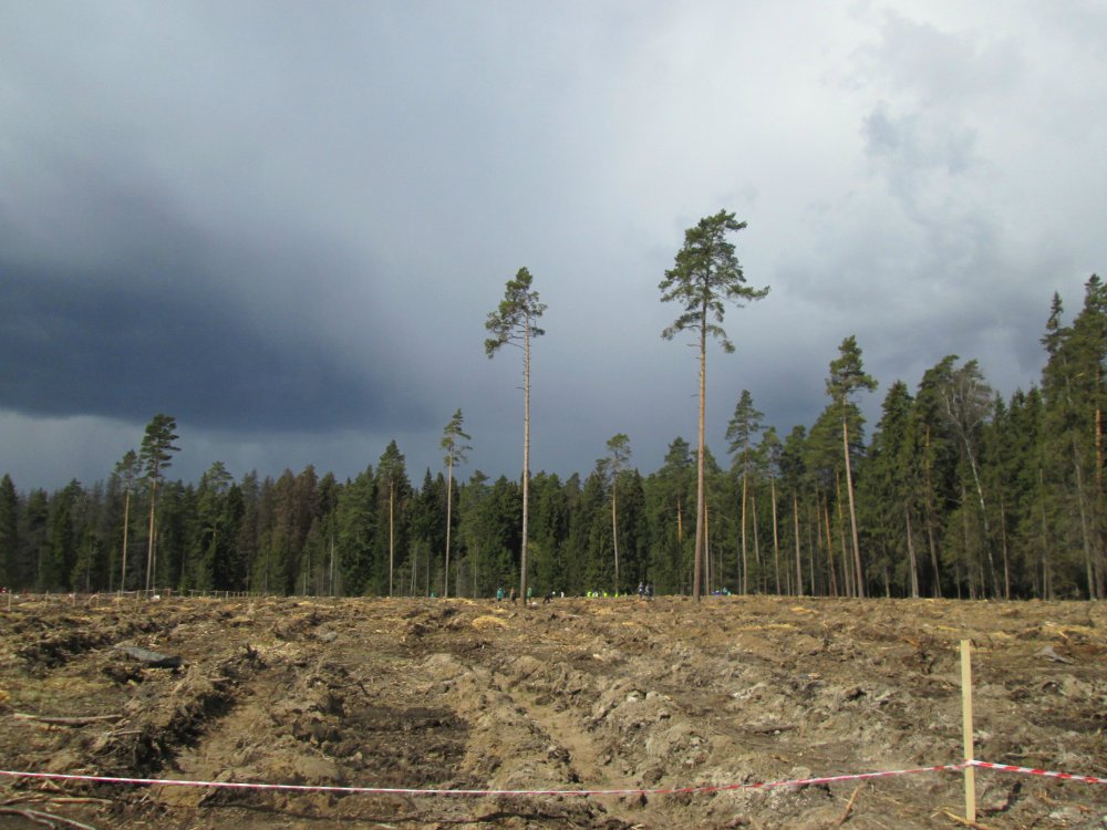 Лесов лесопосадок. Фирсановка лес. Лесопосадки. Лесопосадки фото.